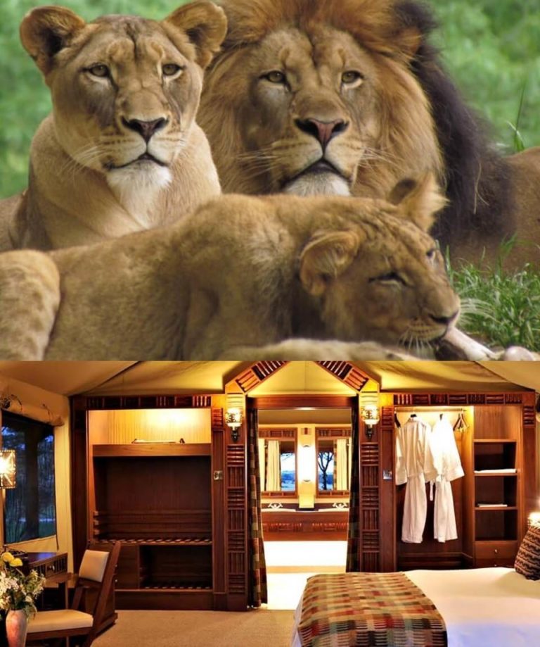 Kenya Masai Mara Safari Packages from Nairobi Southern Valley Safaris